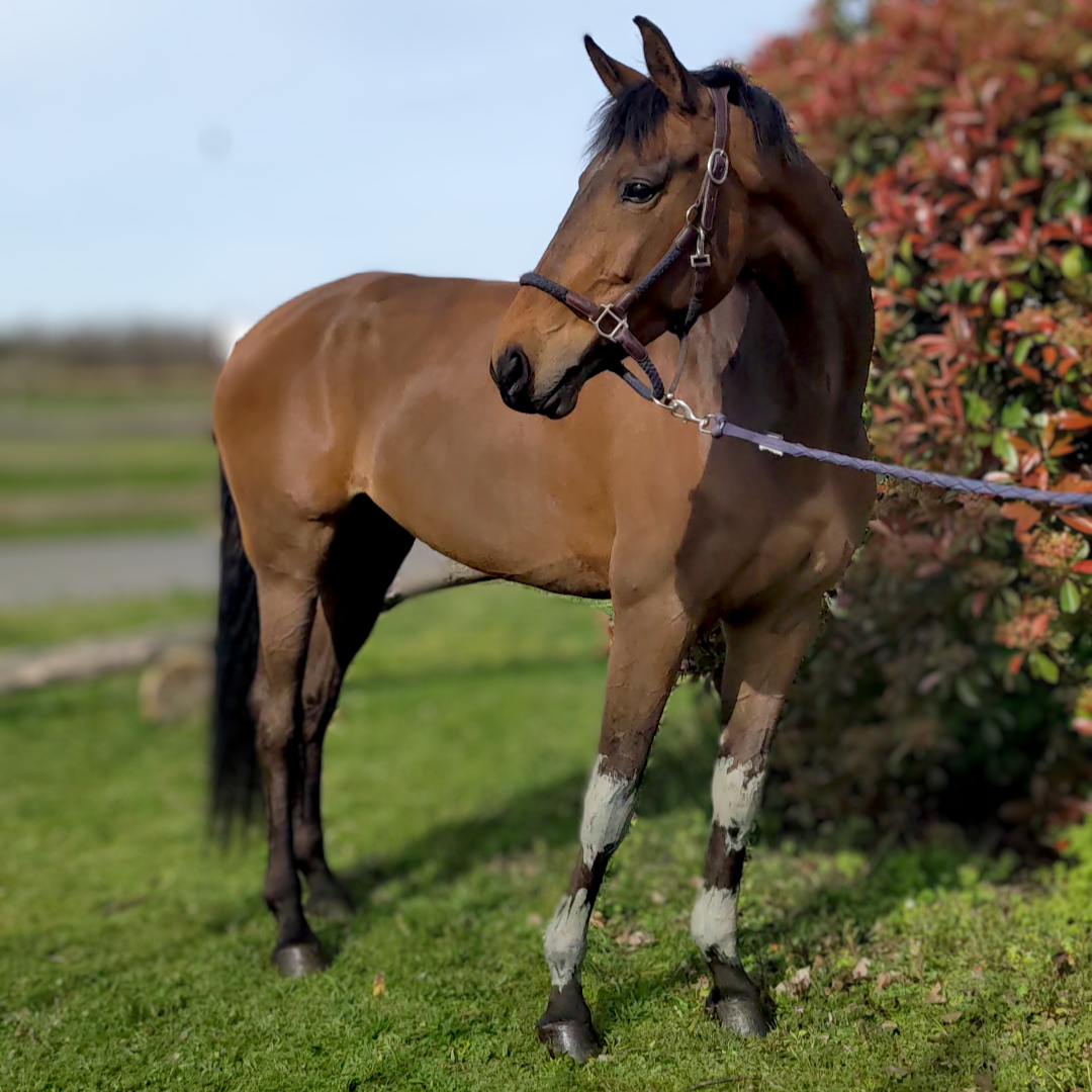 Pourquoi l’argile est un allié stratégique pour les chevaux ?