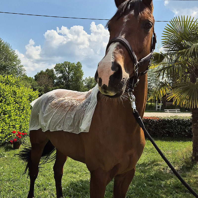 feuille d'enveloppement pour cheval